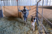 /album/fotogalerie-zoo-dvorec-u-borovan-park-exotickych-zvirat/dvorec-u-borovan-zoo18-jpg/